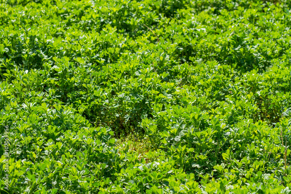 alfalfa field in french country alfalfa field in french country