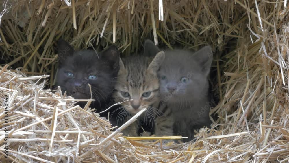 Beautiful little kittens hiding in hay and mewing 4K 2160p UltraHD footage - Different furry cats in the haystack hole 4K 3840X2160 UHD video Beautiful little kittens hiding in hay and mewing 4K 2160p UltraHD footage - Different furry cats in the haystack hole 4K 3840X2160 UHD video