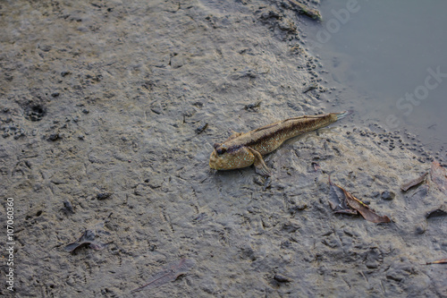 Mudskipper in a Mangrove Swamp on the outskirts photo