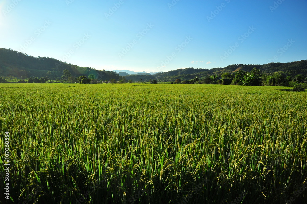 Rice Paddy Fields in Green Season