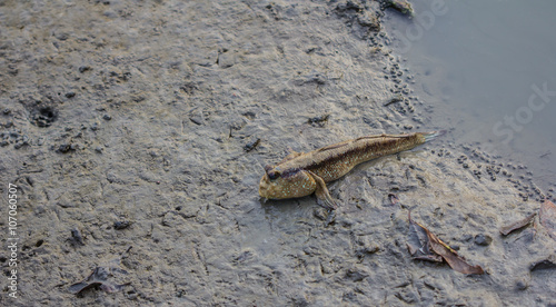 Mudskipper in a Mangrove Swamp on the outskirts
