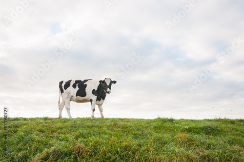 Young black and white cow on top of a dike