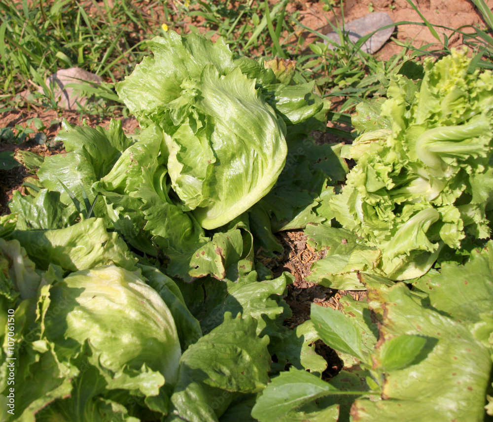 organic farmland with fresh Chinese cabbage organic farmland with fresh Chinese cabbage