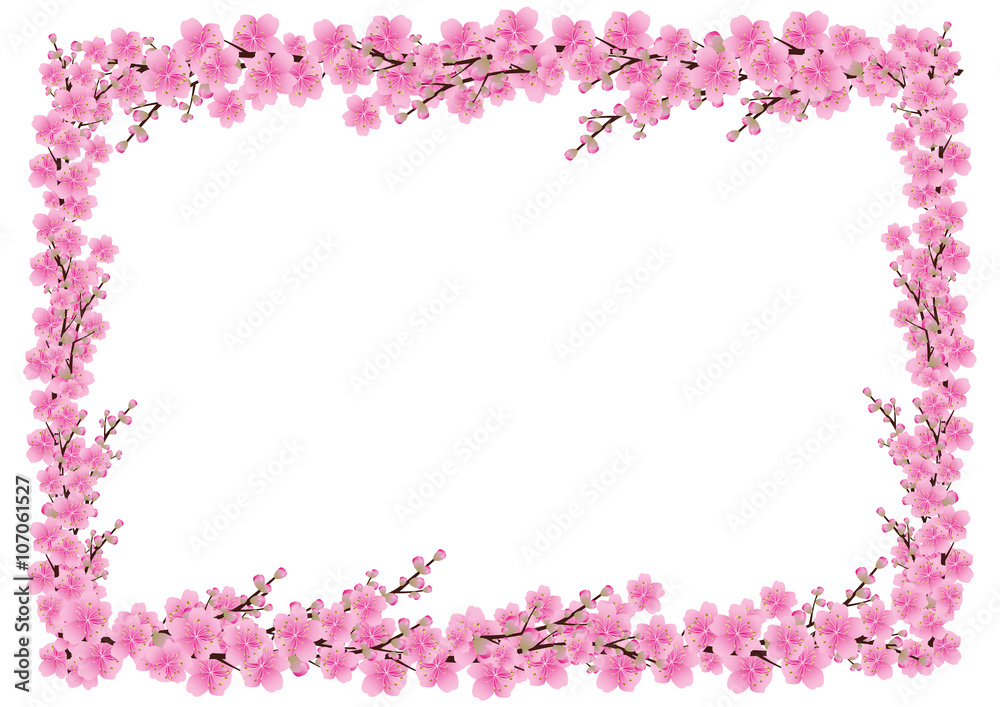 Sakura flowers background. cherry blossom isolated white backgro Sakura flowers background. cherry blossom isolated white backgro