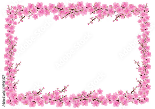 Sakura flowers background. cherry blossom isolated white backgro © ronnarid