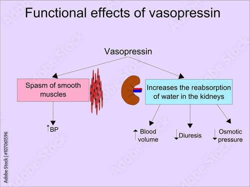 Functional effects of vasopressin (ADH)  