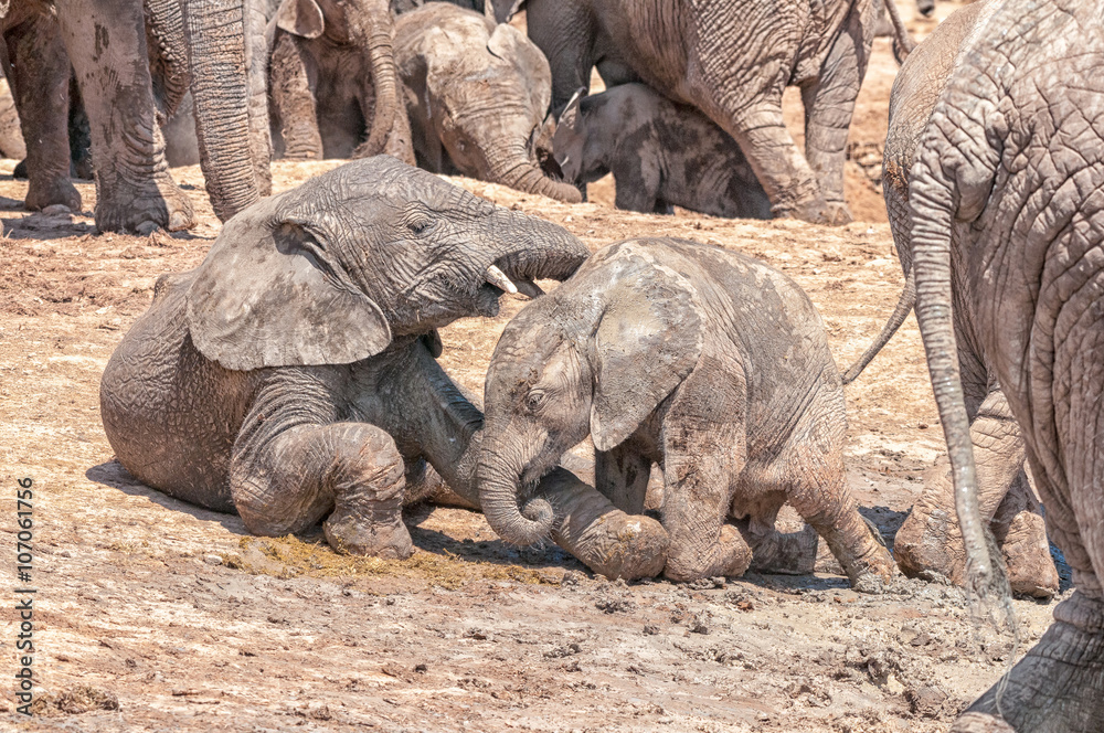 Elephant calves playing