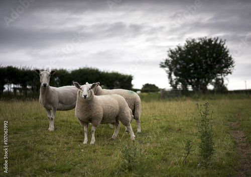 Welsh Sheep and Yearling Lambs © robbinsbox