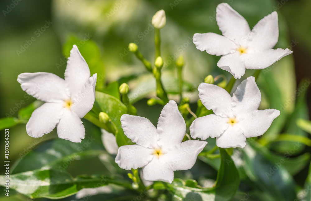 White Sampaguita Jasmine or Arabian Jasmine. White Sampaguita Jasmine or Arabian Jasmine.