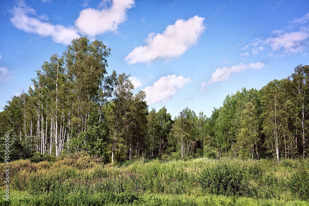 summer swampy forest landscape with cloudy sky summer swampy forest landscape with cloudy sky