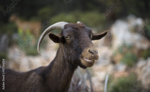 Goat in Turkey
