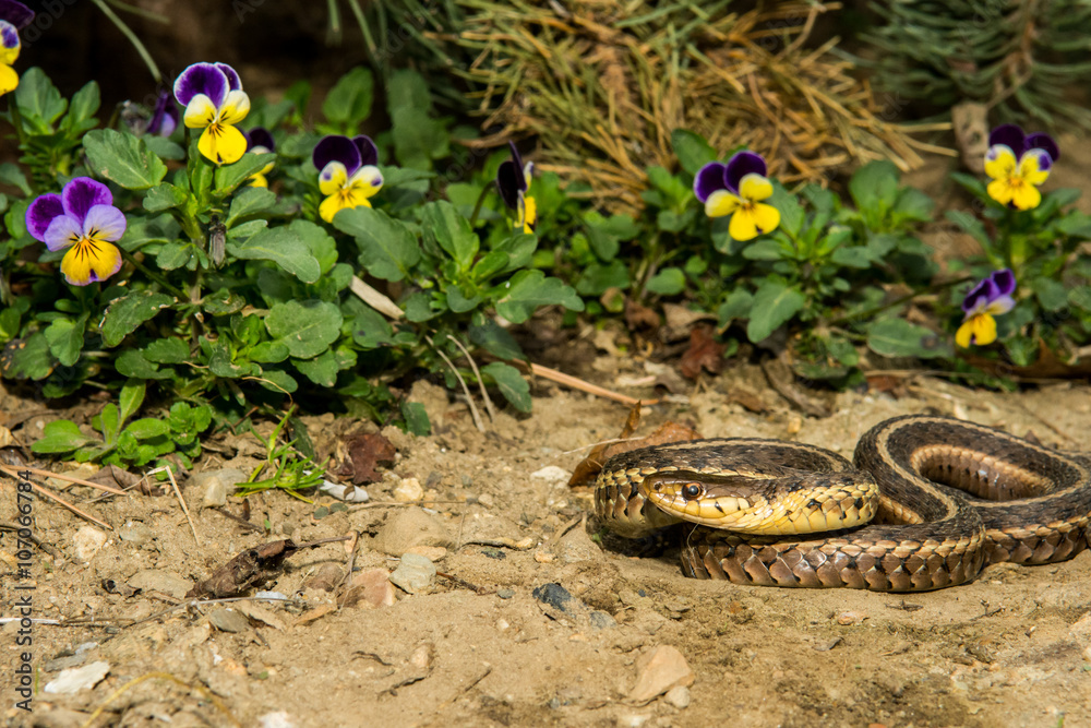 Obraz premium Eastern Garter Snake