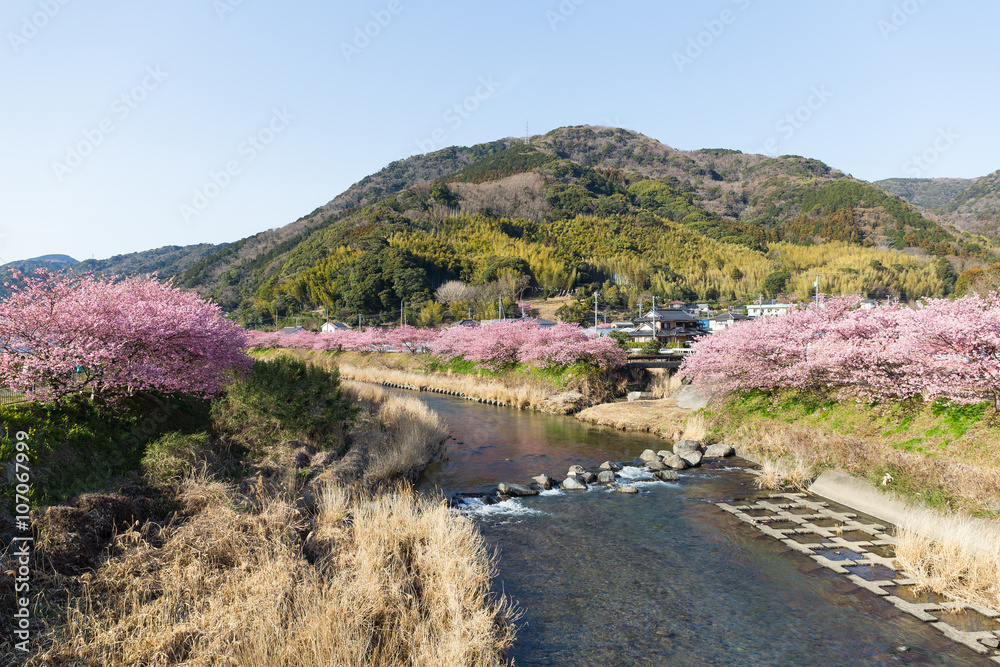 Japanese city with sakura