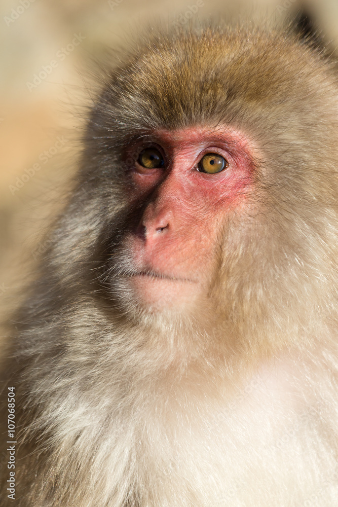 Monkey Monkey