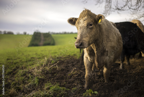 Fototapeta Naklejka Na Ścianę i Meble -  Charolais Cow in the Cotswolds. UK