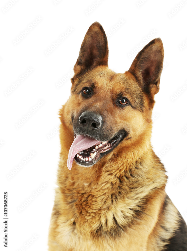 German shepherd isolated on a white background