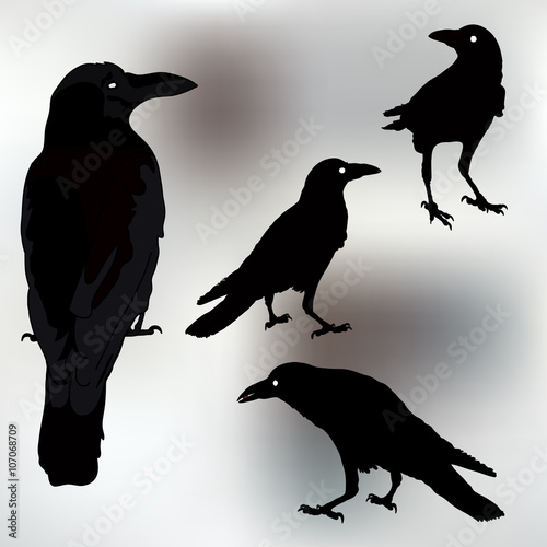 vector silhouette of a crows in different positions. vector outline.