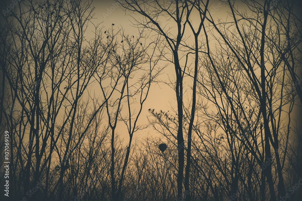 the sunset through the trees the sunset through the trees