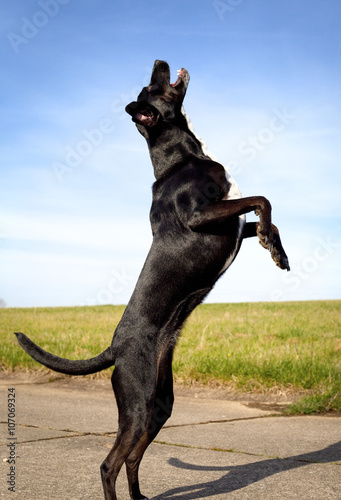 Foto Black dog facing right leaping on hind legs with mouth agape