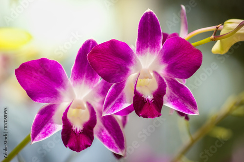 Orchids bloom in the garden