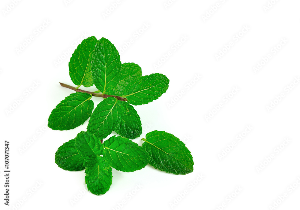 mint leaves isolated on white mint leaves isolated on white