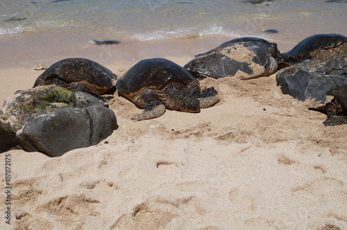 Wild Honu giant Hawaiian green sea turtles at Hookipa Beach Park, Maui