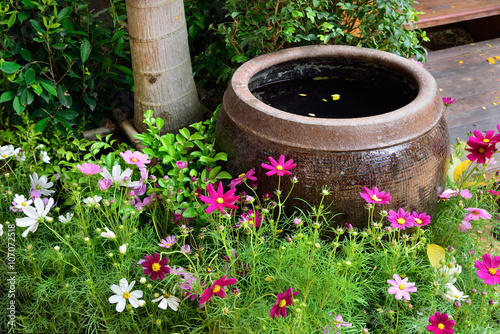 Ancient Thai jar for containing rain water in the garden with Cosmos flowers