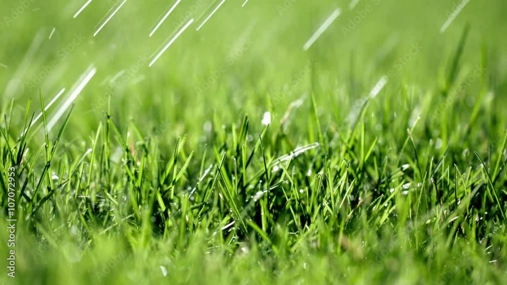 Focus pull across a lawn as slanted rain drops fall on the grass in slow motion. Shallow depth of field, recorded in 4K at 60fps.  Locked-off camera.