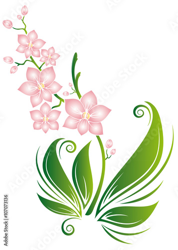 Fototapeta Naklejka Na Ścianę i Meble -  Orchideen Zimmerpflanzen