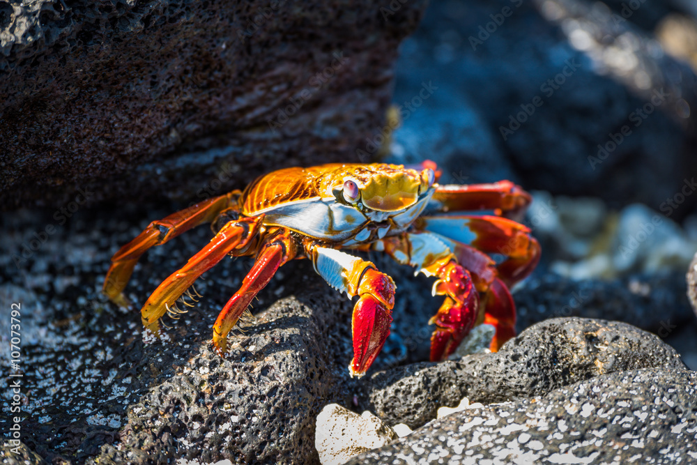 Adult Sally Lightfoot crab on sunny rocks Adult Sally Lightfoot crab on sunny rocks