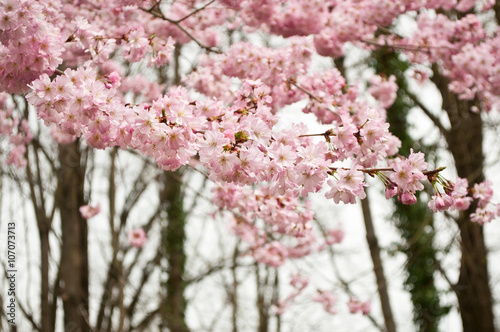 Wallpaper Mural cerisier du japon en fleurs Torontodigital.ca