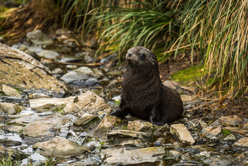 Antarctic fur seal pup sitting in riverbed