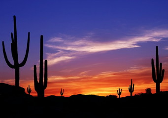 Poster Woestijnlandschap Cactus bij zonsondergang in Arizona  © dcorneli