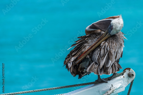 Brown pelican preening itself on ship winch photo