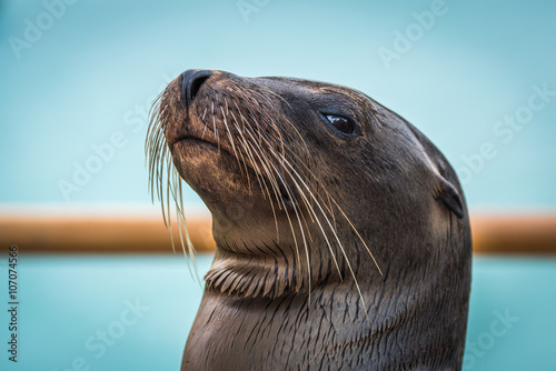 Close-up of Galapagos sea lion by railing photo