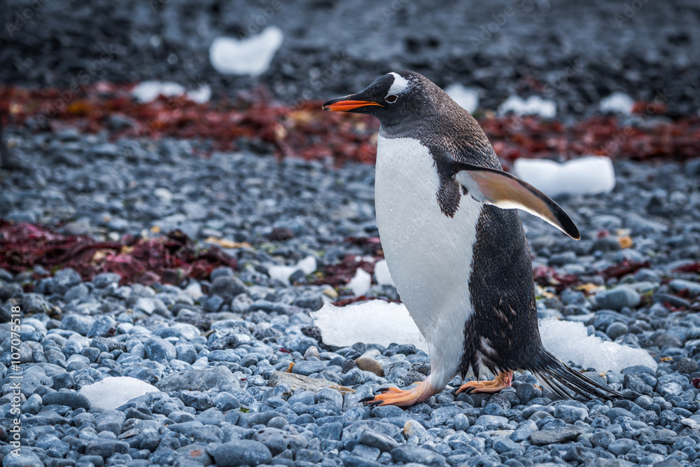 Fototapeta premium Gentoo penguin waddling along seaweed-strewn shingle beach