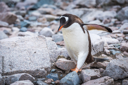Gentoo penguin waddling over rocks on beach