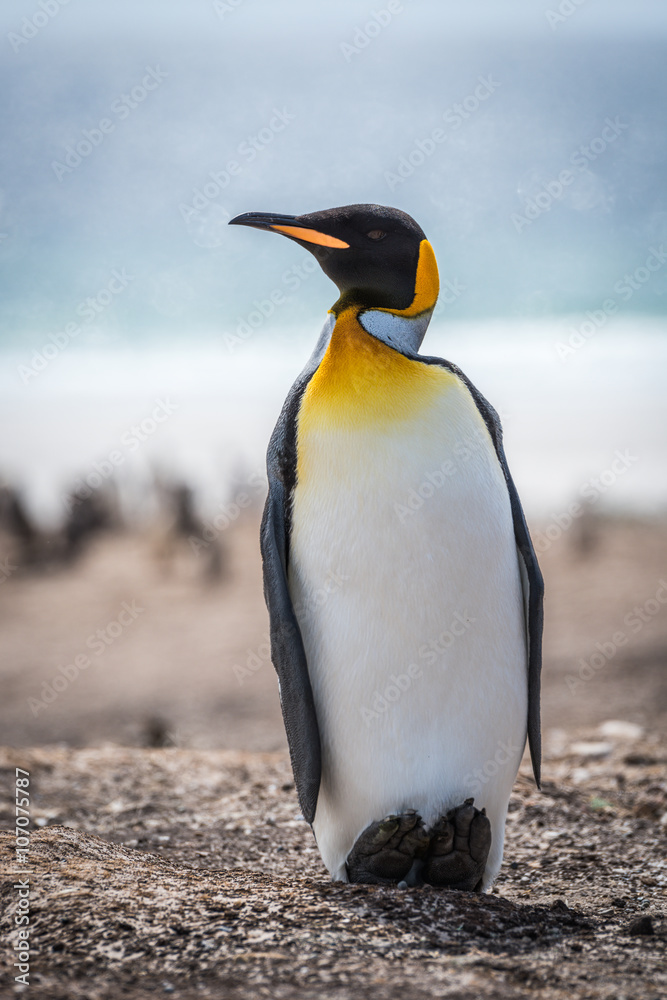 Fototapeta premium King penguin on shingle beach with ocean behind