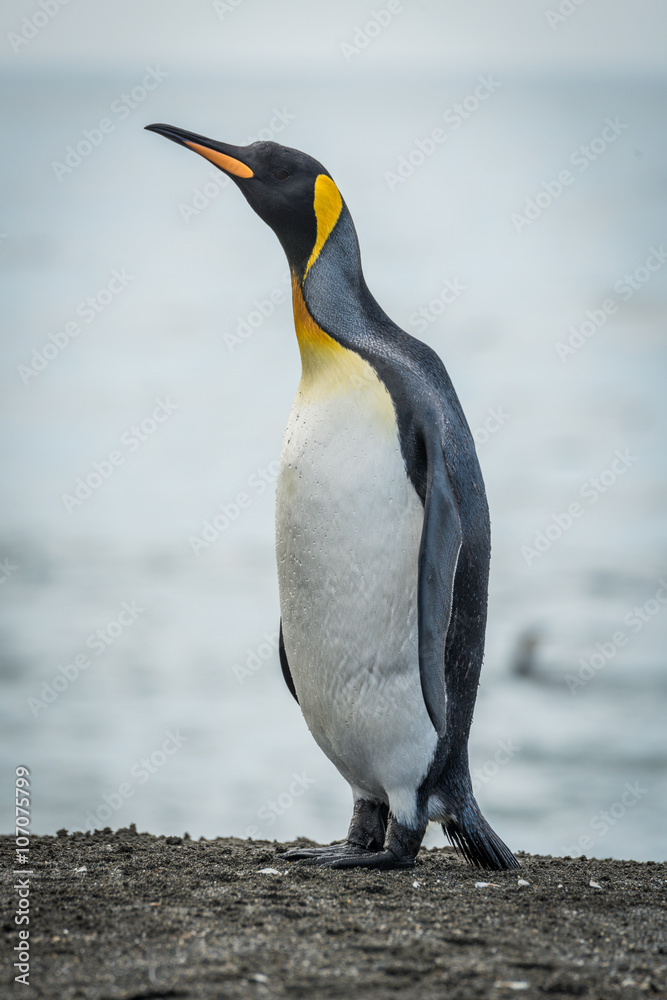 Fototapeta premium King penguin stretching neck on sandy beach