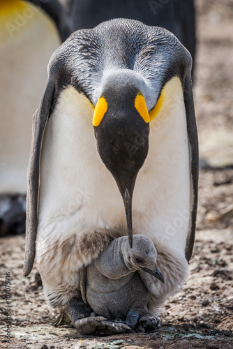 King penguin bending over to preen chick