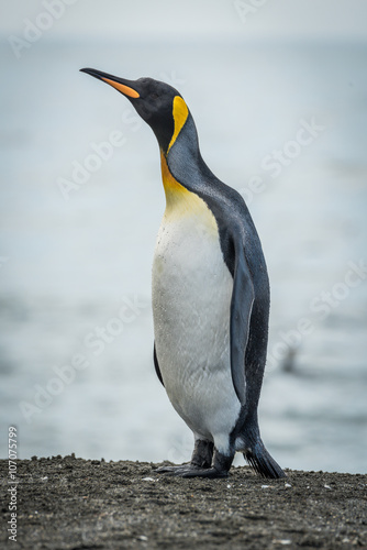 King penguin stretching neck on sandy beach