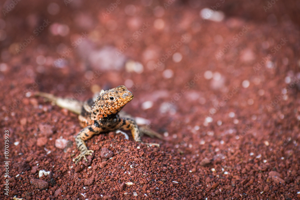 Lava lizard on beach looking at camera Lava lizard on beach looking at camera