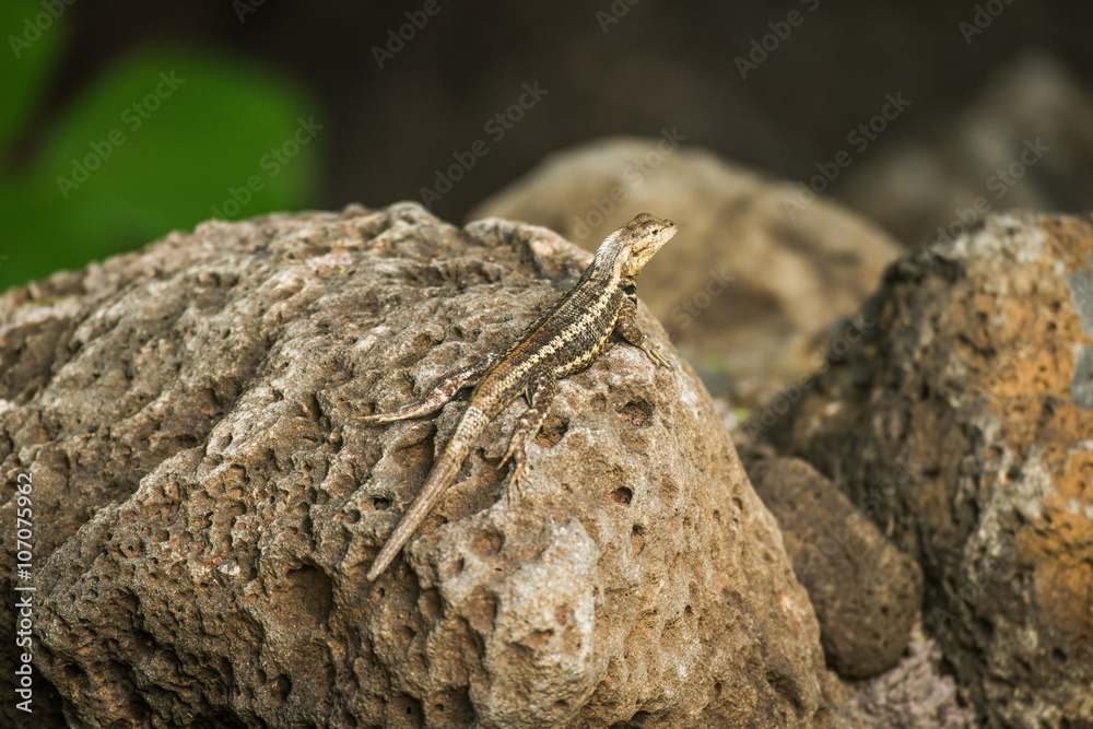Lava lizard perched on brown volcanic rock Lava lizard perched on brown volcanic rock