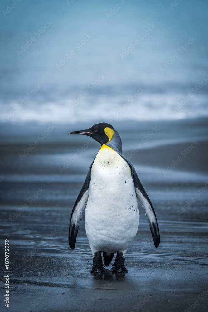 Obraz premium Lone penguin walking along wet sandy beach