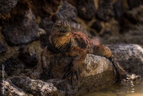 Marine iguana on stone wall beside water