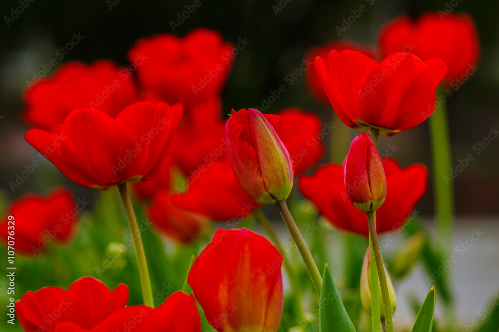 red tulip on green blurred background