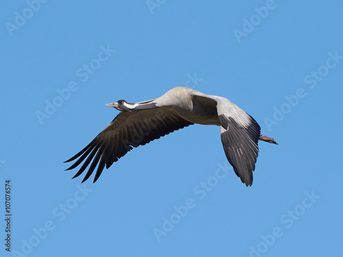 Common crane (Grus grus)