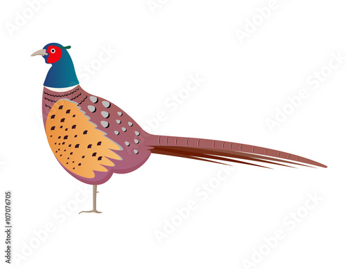 pheasant vector illustration isolated on white background