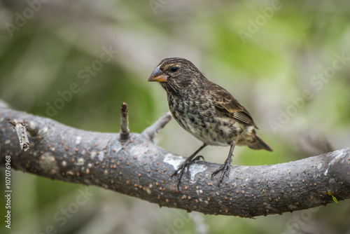 Vegetarian finch perched on thick tree branch