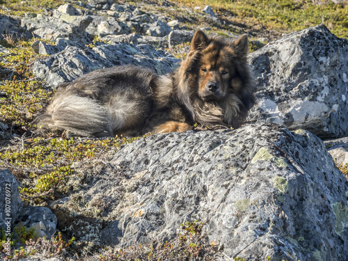 Ruhepause/Hund in Ruhestellung zwischen Gestein photo